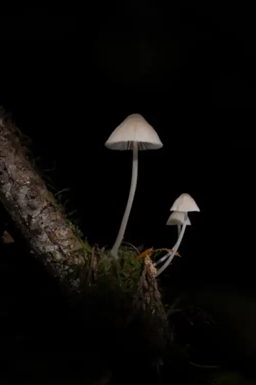Petite Lampe Champignon Veilleuse